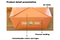 Wholesale Customized Logo Food Grade Takeaway Sushi Fried Chicken Chips Burger Container Eco-Friendly Disposable Cardboard Kraft Paper Food Box